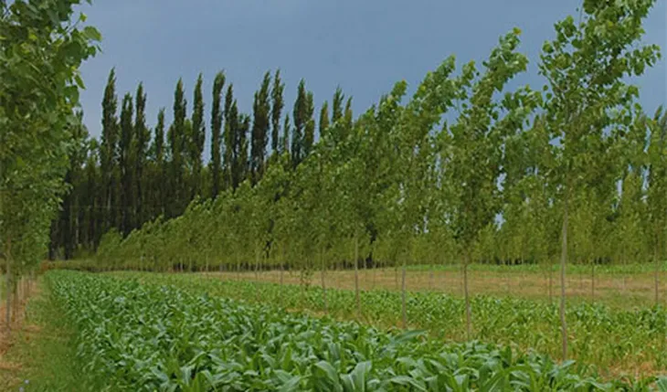 Agroforestación