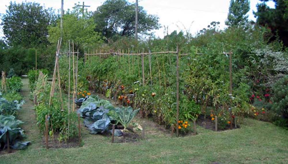 Huerta de Verduras y Frutas